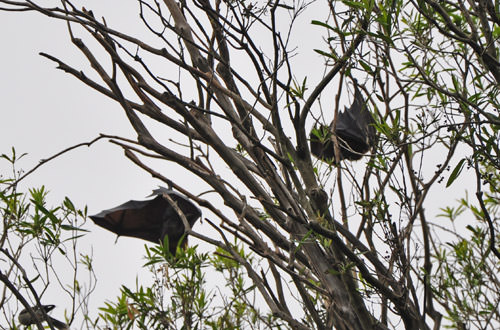 Royal Botanic Gardens BATS!