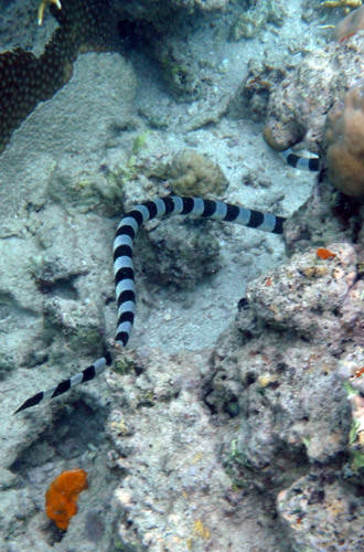 Sea Snake!