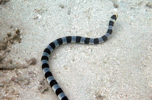 TA sea snake!