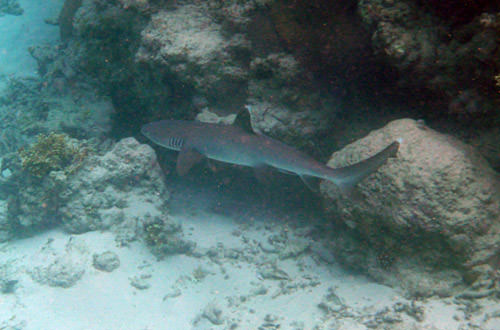 Reef Sharks!