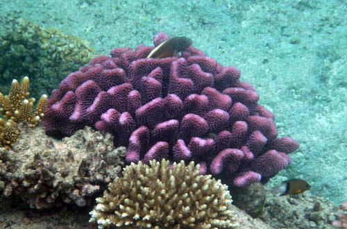Fish in Pink Coral