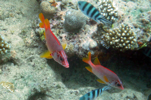 Pretty red and orange fish.