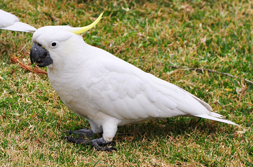 Bastard Cockatoo