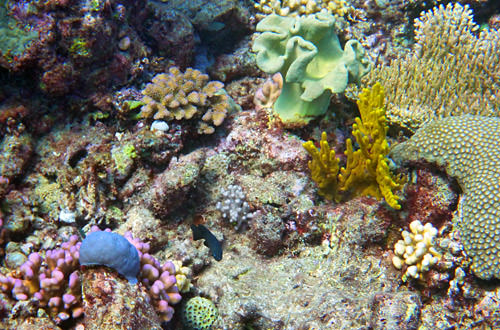 Dive Corals