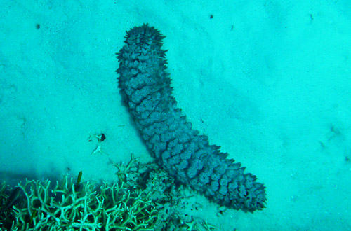 Scary Spikey Sea Slug