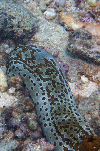 Giant Sea Slug