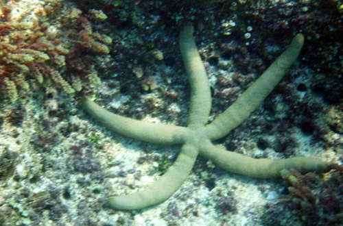 Odd Starfish