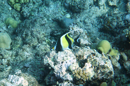 Yellow and Black Fishy