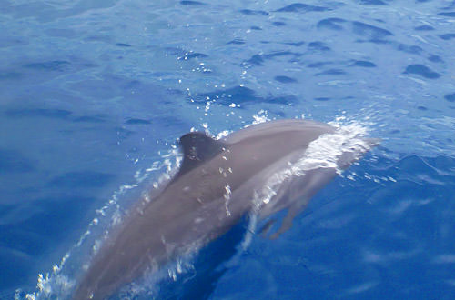 Dolphin Racer