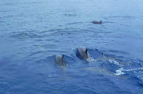 Dolphin Pod