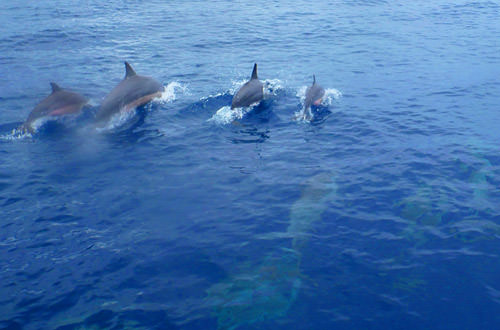 Dolphins jumping out of the water.