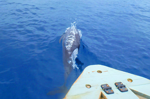 Dolphins on the Bow!