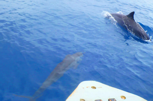 Dolphins speeding along at the bow of the boat.