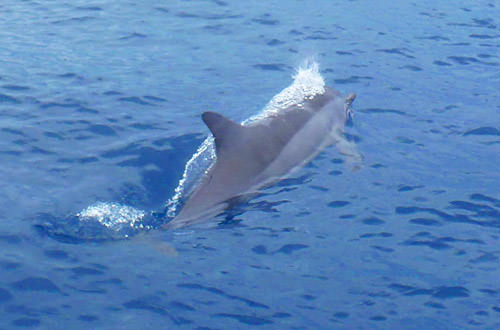 Dolphins on the Bow!