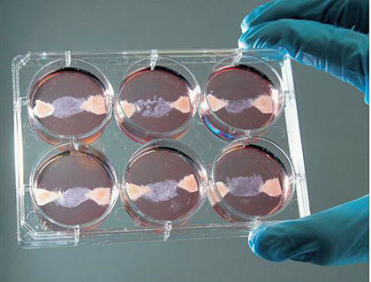 Leat Lab Meat!