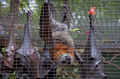 Soggy bats try to sleep through the rain