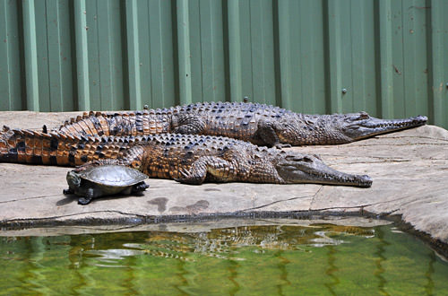 Crocodiles and a Turtle