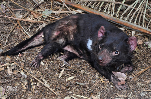 Tassie Devil