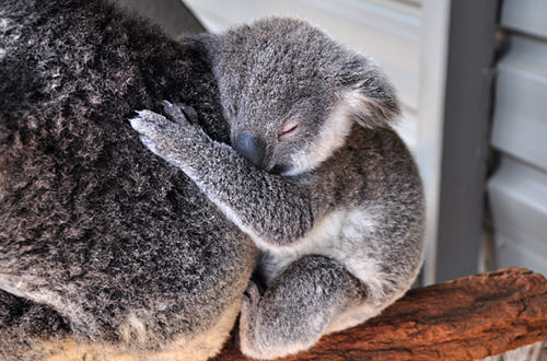 Sleepy Baby Koala