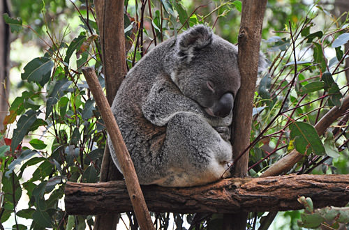 Sleepy Koala