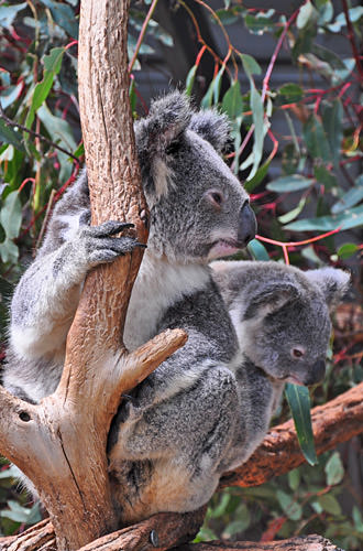 Koala Pair