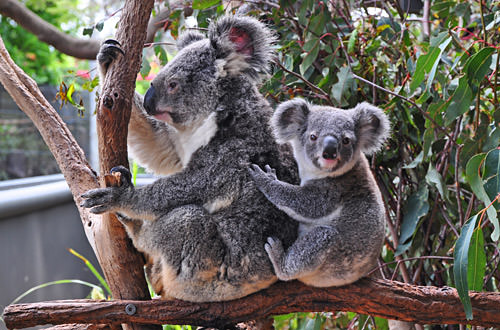 Momma and Baby Koalas