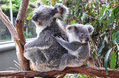 Momma and Baby Koalas