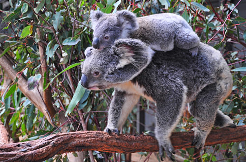 Momma and Baby Koalas