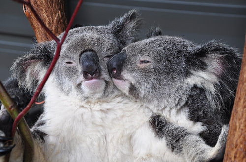 Koala Pals