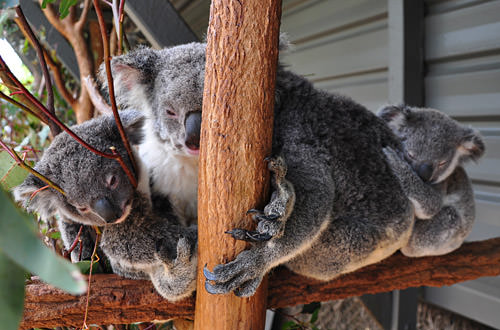 Koala Cuddles