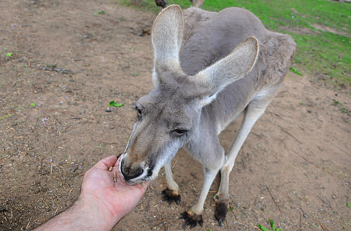 Feeding a Kangaroo!