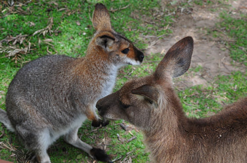 Kangaroo and Wallaby