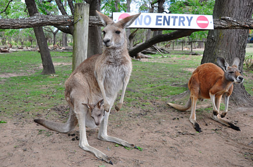 Momma Kangaroo and Joey in the Pocket