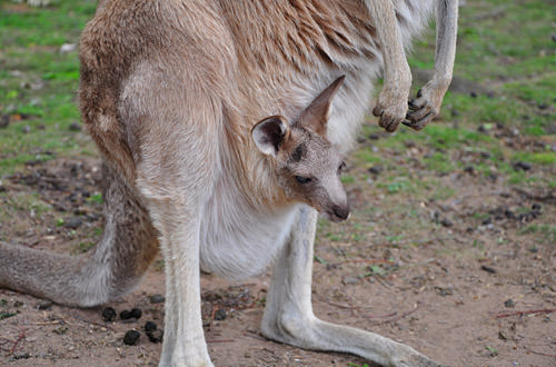 Baby Joey in the Pocket!