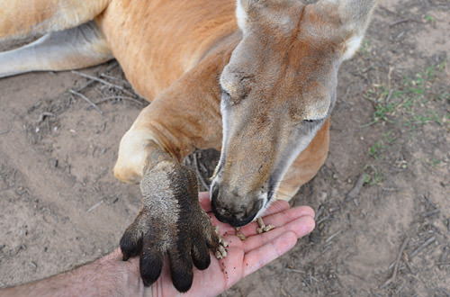 Feeding a HUNGRY Kangaroo!