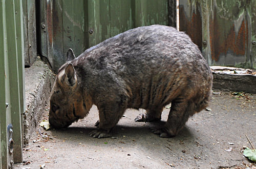 Chubby Wombat