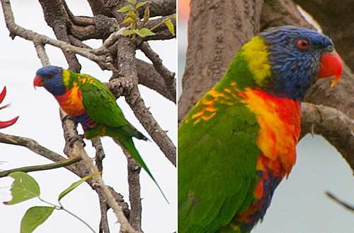 Rainbow Lorikeet