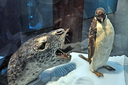Seal vs. Penguin... FIGHT!