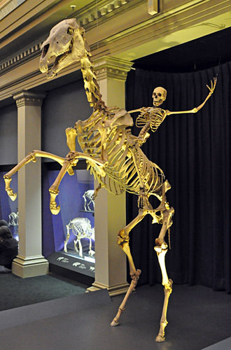 Skeleton Man Riding a Skeleton Horse