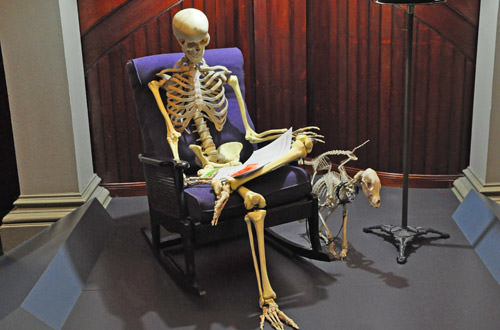 Skeleton Sitting in a Chair Reading