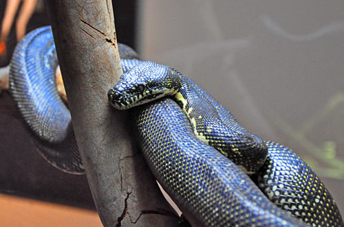 Snake in a Tree Branch