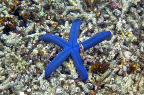 Pretty Blue Starfish