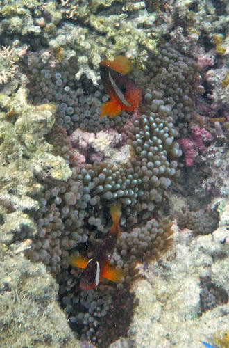 Coral Fishies