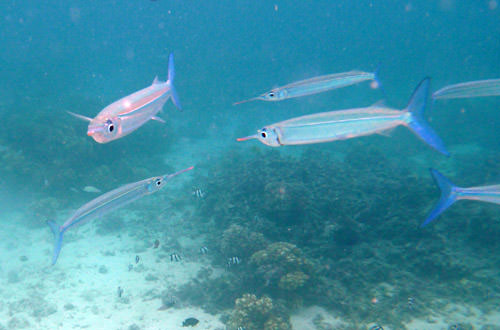 Glass Glowy Fishies