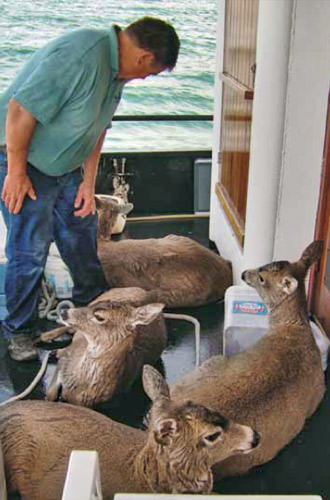Deer Rescued in Alaska