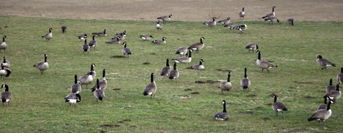 Geese Waiting to Attack