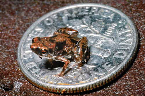 Tiny, tiny, impossibly tiny frog on a dime.