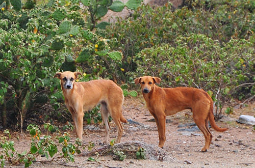Aruba Doggies