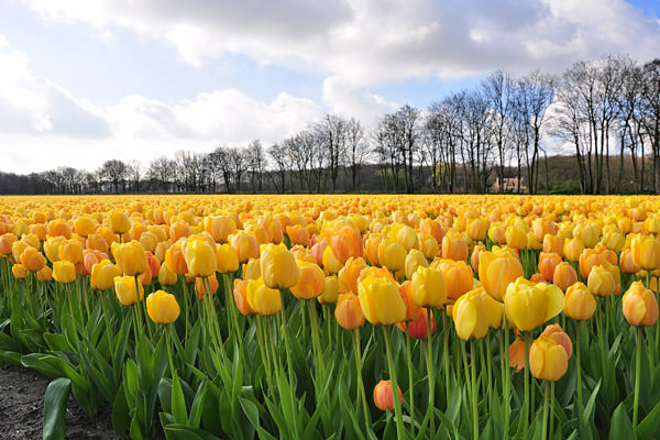 Bulb Fields Yellow Tulips