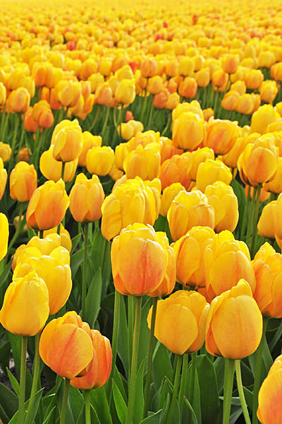 Bulb Fields Yellow Tulips